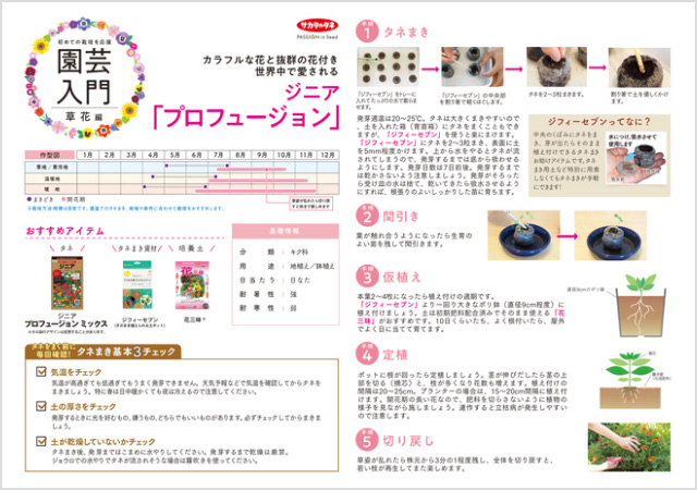 ジニア プロフュージョン栽培の解説イメージ画像