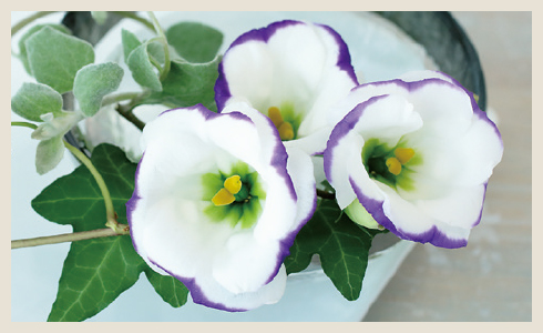 ご自宅で育てて楽しむ方へ