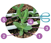 定植後、本葉5対でピンチの順番のイラスト