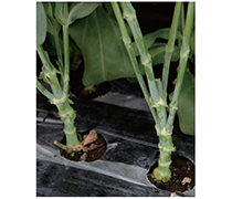 株元の様子の写真