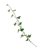 アイビーピッツバーグ