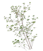 ドウダンツツジ