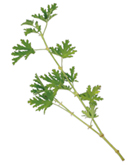 ローズゼラニウム