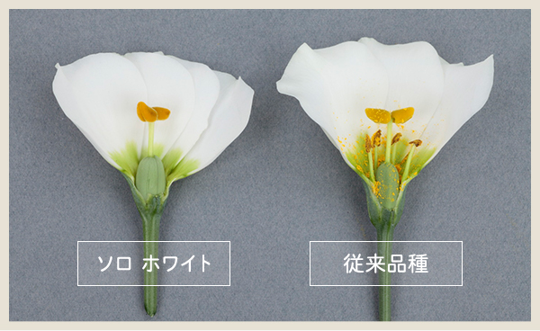 切り花を生産、出荷される方へ