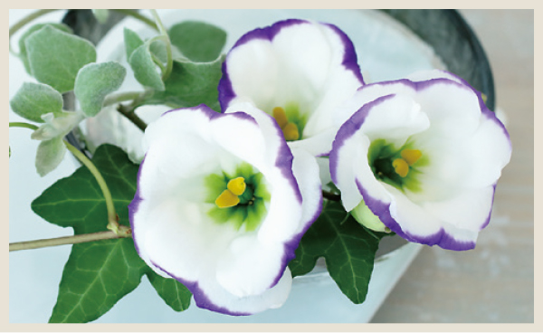 ご自宅で育てて楽しむ方へ