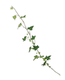 アイビーピッツバーグ