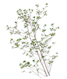 ドウダンツツジ