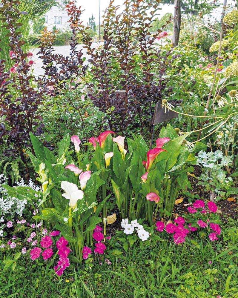 カラー「キャピテイン」の組み合わせ花壇の写真。植栽されている草花：カラー キャピテイン チェリオ／マレロ／ハリウッド、サンパティオ® ホワイト、サンパティオ®パープル（ver.2）、シロタエギク、サルビア ブラックパール、ユキヤナギ。撮影日：2024年7月12日