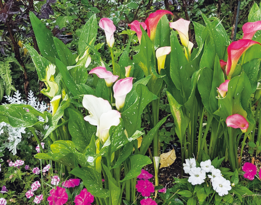 カラー「キャピテイン」の組み合わせ花壇の写真。植栽されている草花：カラー キャピテイン チェリオ／マレロ／ハリウッド、サンパティオ® ホワイト、サンパティオ®パープル（ver.2）、シロタエギク、サルビア ブラックパール、ユキヤナギ。撮影日：2024年7月12日