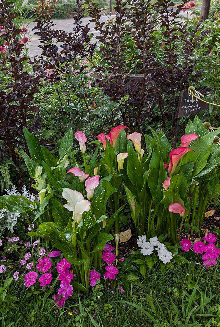 カラー「キャピテイン」の組み合わせ花壇の写真。植栽されている草花：カラー キャピテイン チェリオ／マレロ／ハリウッド、サンパティオ® ホワイト、サンパティオ®パープル（ver.2）、シロタエギク、サルビア ブラックパール、ユキヤナギ。撮影日：2024年7月12日