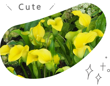 カラー「キャピテイン ソロ」のアップ写真