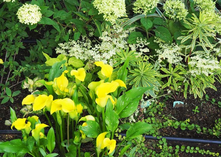 カラー「キャピテイン」の組み合わせ花壇の写真。植栽されている草花：カラー「キャピテイン ソロ」、ユーフォルビア、アジサイ「アナベル」。撮影日：2024年7月12日