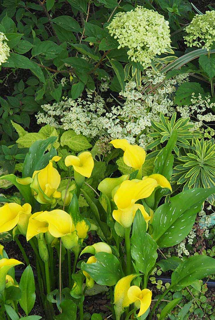 カラー「キャピテイン」の組み合わせ花壇の写真。植栽されている草花：カラー「キャピテイン ソロ」、ユーフォルビア、アジサイ「アナベル」。撮影日：2024年7月12日