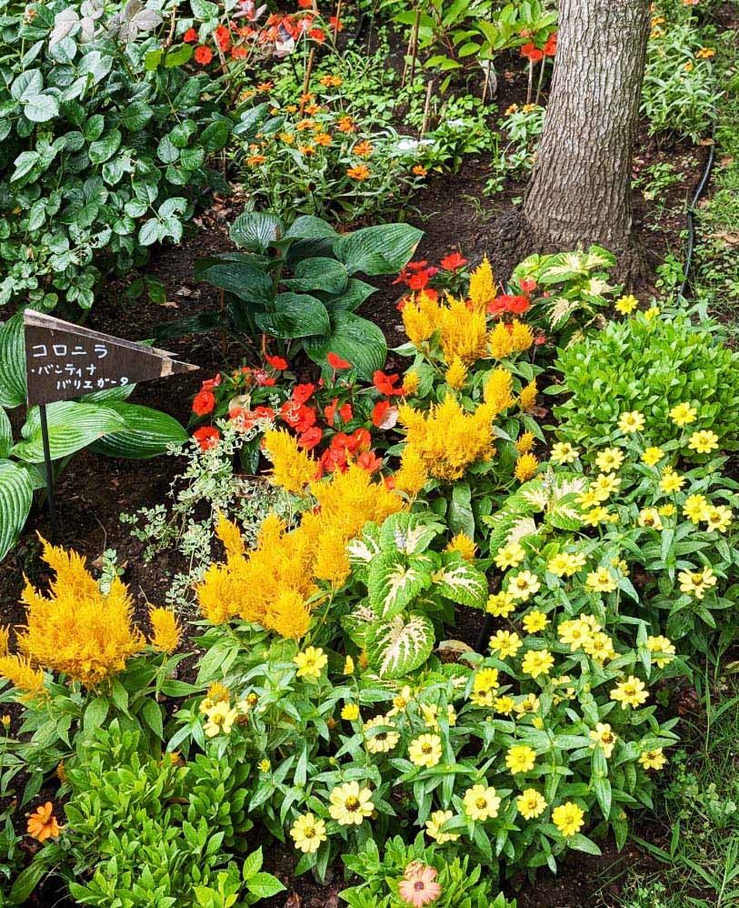 ケイトウ「フランマ」の組み合わせ花壇の写真。植栽されている草花：ケイトウ フランマ ゴールデン、ジニア プロフュージョン レモン／オレンジ、コリウス ハイウェイ ホワイト、サンパティオ® オレンジ、オステオスペルマム。撮影日：2024年7月5日
