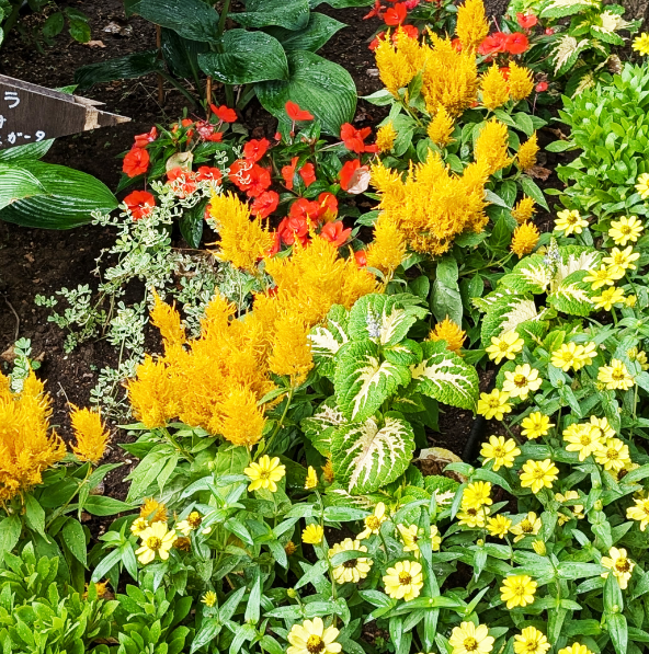 ケイトウ「フランマ」の組み合わせ花壇の写真。植栽されている草花：ケイトウ フランマ ゴールデン、ジニア プロフュージョン レモン／オレンジ、コリウス ハイウェイ ホワイト、サンパティオ® オレンジ、オステオスペルマム。撮影日：2024年7月5日