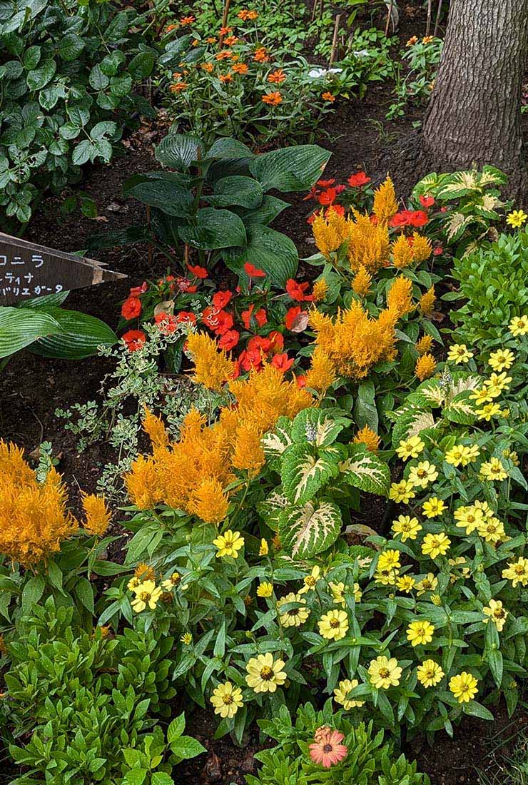 ケイトウ「フランマ」の組み合わせ花壇の写真。植栽されている草花：ケイトウ フランマ ゴールデン、ジニア プロフュージョン レモン／オレンジ、コリウス ハイウェイ ホワイト、サンパティオ® オレンジ、オステオスペルマム。撮影日：2024年7月5日