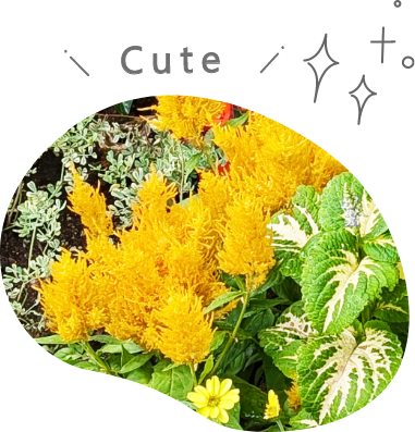 ケイトウ「フランマ」のアップの写真