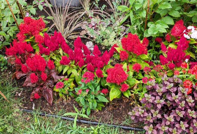 ケイトウ「フランマ」の組み合わせ花壇の写真。植栽されている草花：ケイトウ「フランマ レッドウィズブロンズリーフ」、ケイトウ「フランマ レッド」、ケイトウ「フランマ ブライトレッド」、ジニア「プロフュージョン レッド」、ペンタス「グラフィティー レッドベルベット」、アルテナンセラ、コルジリネ、ロータス。撮影日：2024年7月12日