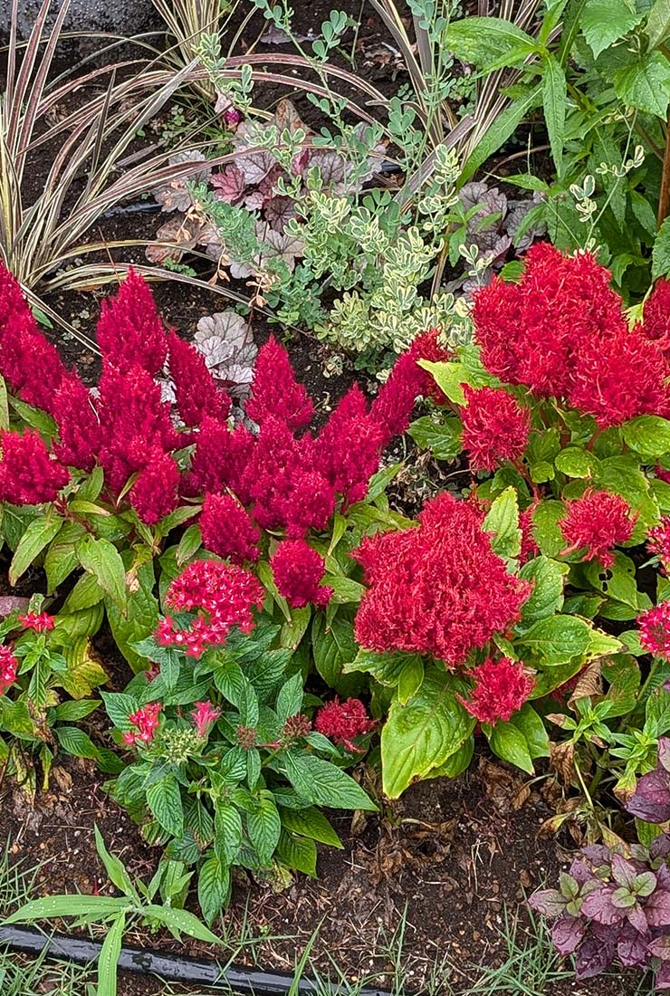 ケイトウ「フランマ」の組み合わせ花壇の写真。植栽されている草花：ケイトウ「フランマ レッドウィズブロンズリーフ」、ケイトウ「フランマ レッド」、ケイトウ「フランマ ブライトレッド」、ジニア「プロフュージョン レッド」、ペンタス「グラフィティー レッドベルベット」、アルテナンセラ、コルジリネ、ロータス。撮影日：2024年7月12日