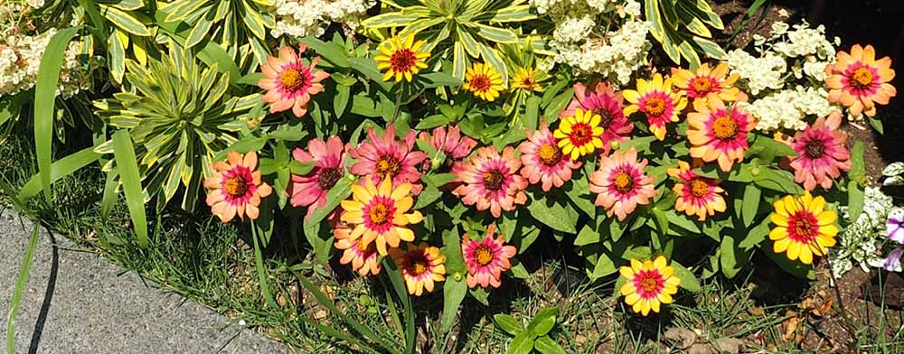 ジニア「プロフュージョン レッドイエローバイカラー」の特徴的な花色が映える花壇の写真