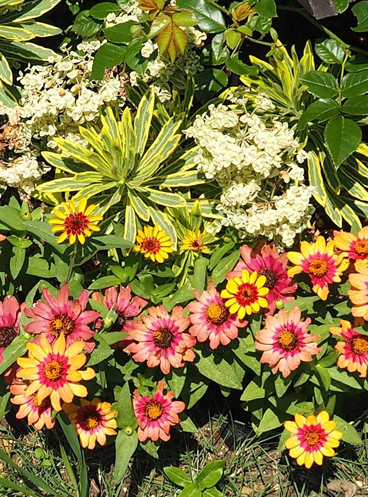 ジニア「プロフュージョン レッドイエローバイカラー」の特徴的な花色が映える花壇の写真