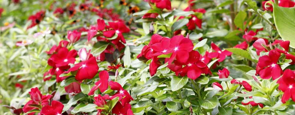 ニチニチソウ「サンダー レッド」の花壇の写真