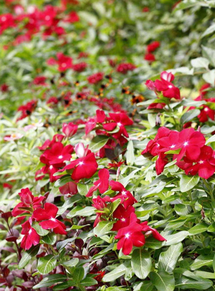 ニチニチソウ「サンダー レッド」の花壇の写真