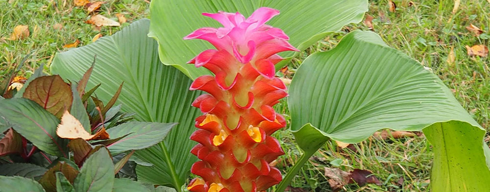 クルクマ「レッドトーチ」の花壇の写真