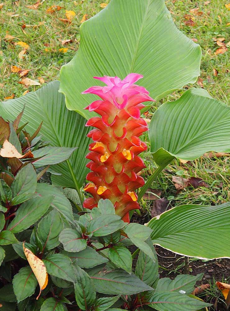 クルクマ「レッドトーチ」の花壇の写真