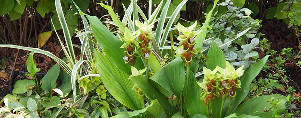 クルクマ「エメラルドチョコゼブラ」の花壇の写真
