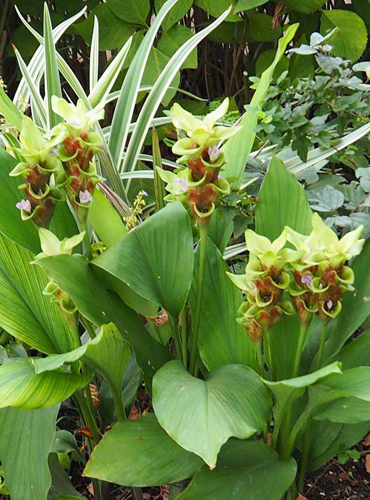 クルクマ「エメラルドチョコゼブラ」の花壇の写真