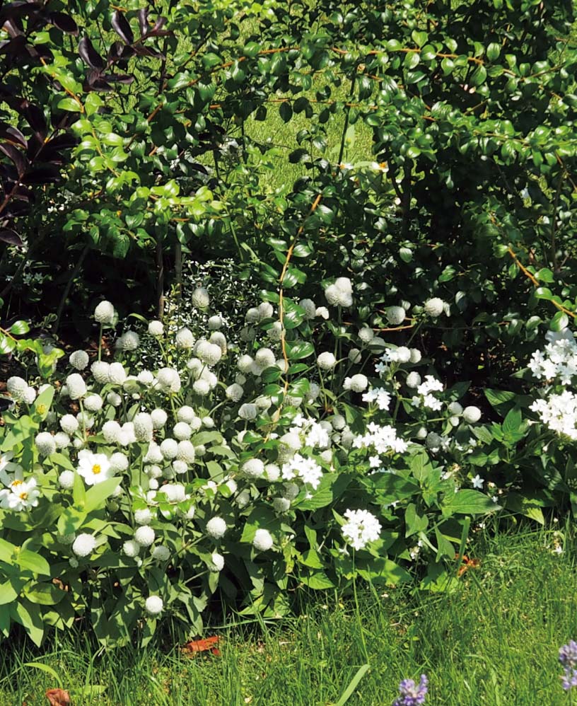 センニチコウ「ミラーボール」の組み合わせ花壇の写真。植栽されている草花：センニチコウ ミラーボール ホワイト、ジニア プロフュージョン ホワイト、ペンタス グラフィティー ホワイト。撮影日：2024年7月5日