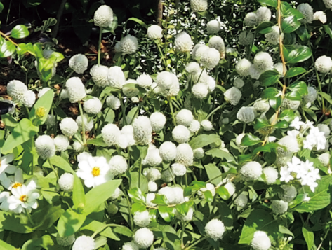 センニチコウ「ミラーボール」の組み合わせ花壇の写真。植栽されている草花：センニチコウ ミラーボール ホワイト、ジニア プロフュージョン ホワイト、ペンタス グラフィティー ホワイト。撮影日：2024年7月5日