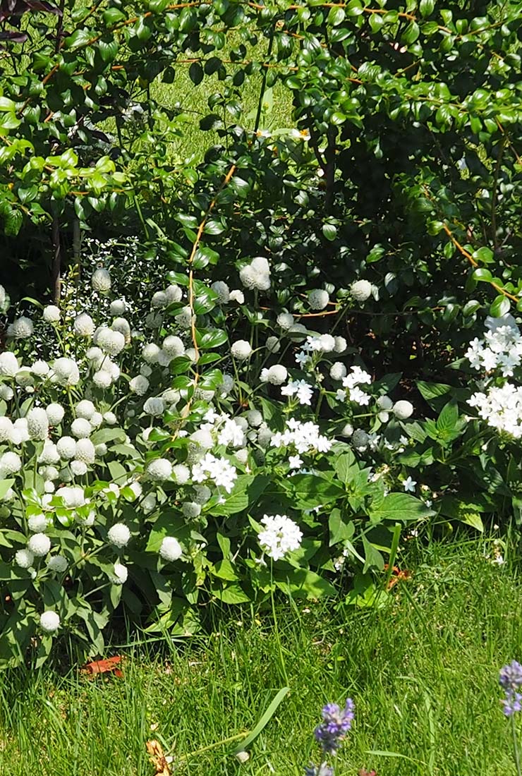 センニチコウ「ミラーボール」の組み合わせ花壇の写真。植栽されている草花：センニチコウ ミラーボール ホワイト、ジニア プロフュージョン ホワイト、ペンタス グラフィティー ホワイト。撮影日：2024年7月5日