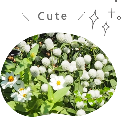 センニチコウ「ミラーボール」のアップの写真