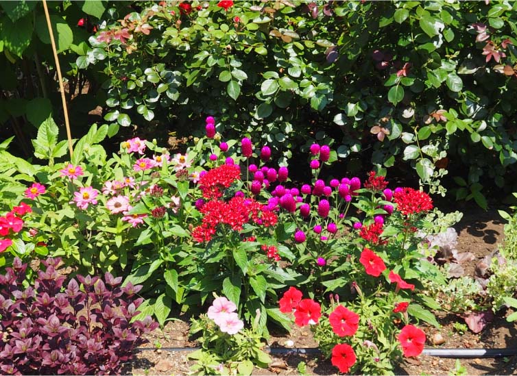 センニチコウ「ミラーボール」の組み合わせ花壇の写真。植栽されている草花：センニチコウ「ミラーボール パープル」、ペンタス「グラフィティ レッドベルベット」、ジニア「プロフュージョン コーラルピンク」ペチュニア「バカラIQ レッド」、ペチュニア「バカラIQ ストロベリー」、アルテナンセラ。撮影日：2024年7月5日