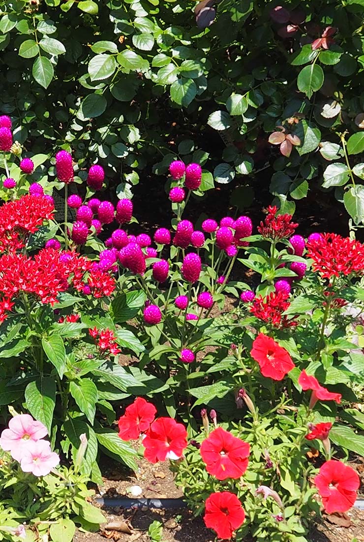 センニチコウ「ミラーボール」の組み合わせ花壇の写真。植栽されている草花：センニチコウ「ミラーボール パープル」、ペンタス「グラフィティ レッドベルベット」、ジニア「プロフュージョン コーラルピンク」ペチュニア「バカラIQ レッド」、ペチュニア「バカラIQ ストロベリー」、アルテナンセラ。撮影日：2024年7月5日