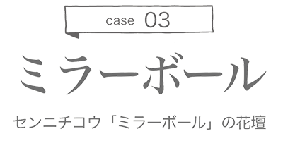 case 03 センニチコウ「ミラーボール」の花壇
