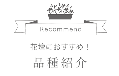 Cute! 花壇におすすめ！ 品種紹介