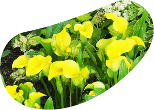 カラー「キャピテイン」の写真