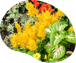 ケイトウ「フランマ」の写真