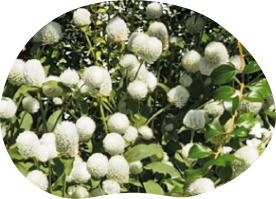 センニチコウ「ミラーボール」の写真