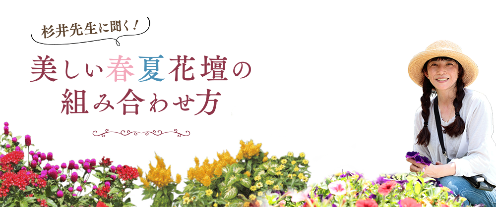 杉井先生に聞く！ 美しい春夏花壇の組み合わせ方