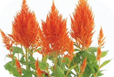 ケイトウ フランマ オレンジ（約30粒）の写真