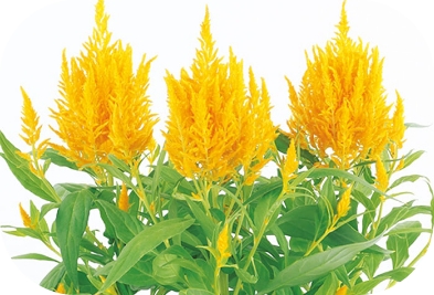 ケイトウ フランマ ゴールデン（約30粒）の写真