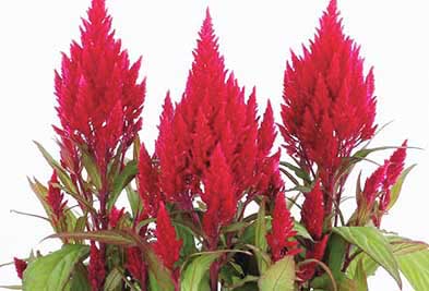 ケイトウ フランマ ブライトレッド（約30粒）の写真