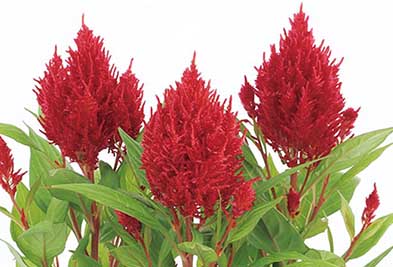 ケイトウ フランマ レッド（約30粒）の写真