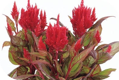 ケイトウ フランマ レッドウィズブロンズリーフ（約30粒）の写真