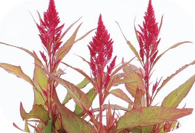 ケイトウ フランマ ローズ（約30粒）の写真