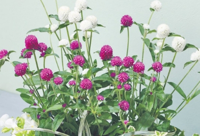 センニチコウ ミラーボール ミックスの写真